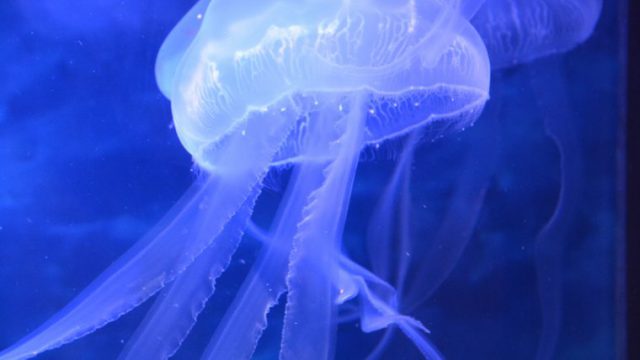 クラゲ03 | フリー素材ドットコム