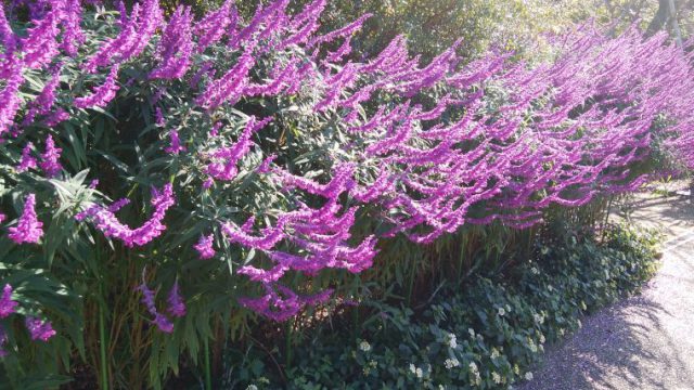 花 アメジスト adm_amz--640x360.jpg