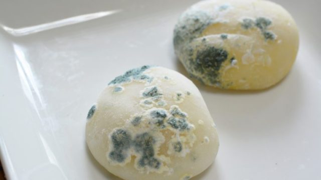 餅(カビ)03 | フリー素材ドットコム