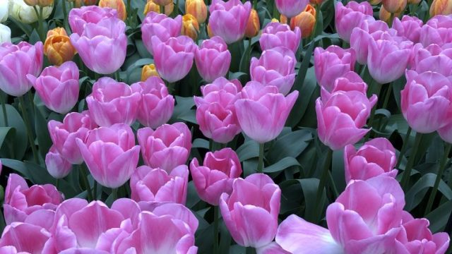 チューリップ23 | フリー素材ドットコム