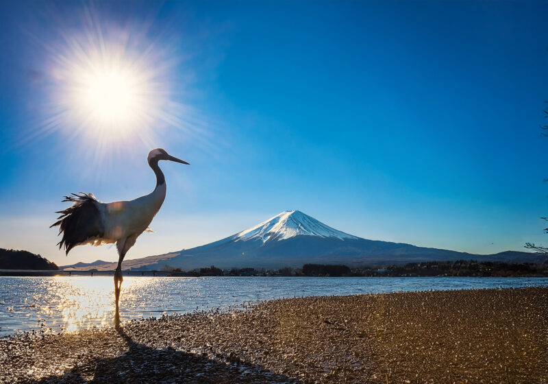 富士山と鶴01