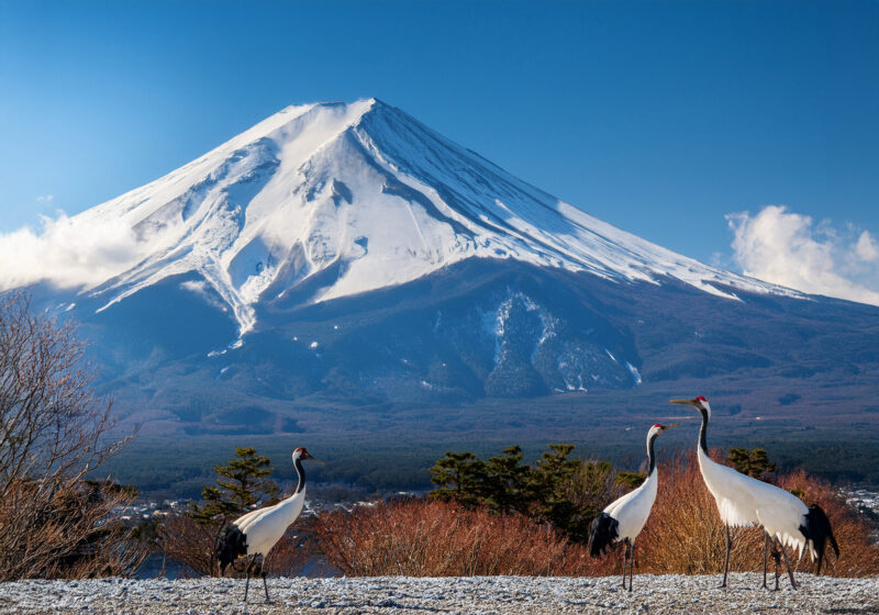 富士山と鶴04