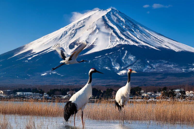 富士山と鶴07