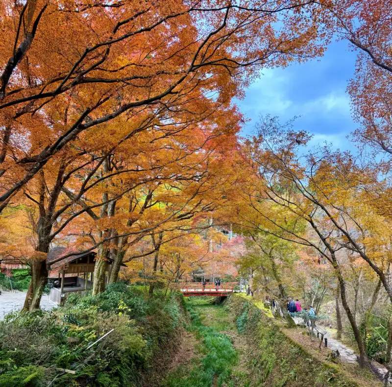 紅葉（大原三千院）02