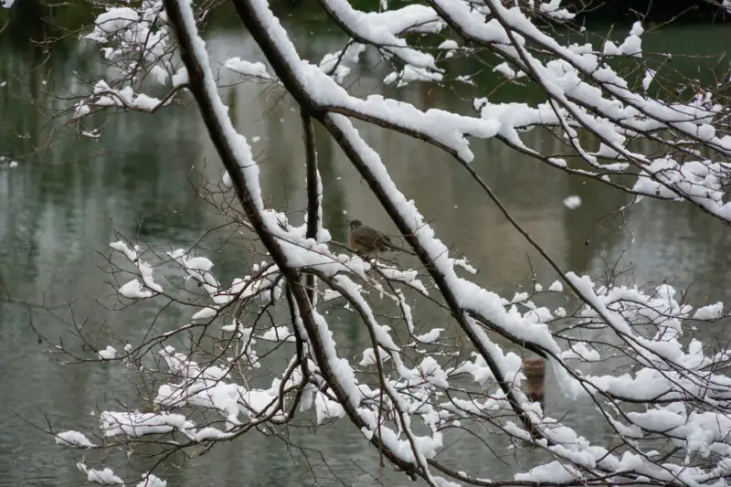 雪と野鳥01